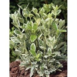 OBI Japanischer Spindelstrauch "Bravo" Höhe Ca. 90 Cm Topf Ca. 18 L Euonymus