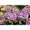 OBI Rhododendron-Hybride "Pfauenauge" Lila Höhe Ca. 20 - 30 Cm Topf Ca. 4 L