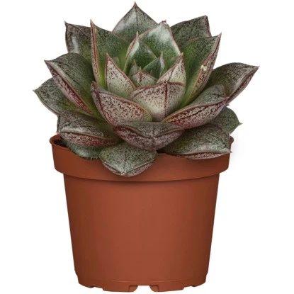 Sukkulenten-Mix "Special Collection" Topf-Ø Ca. 15 Cm – Bild 2