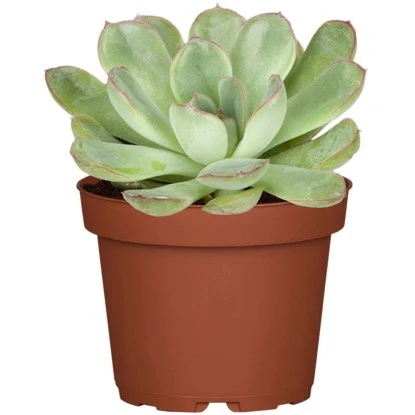 Sukkulenten-Mix "Special Collection" Topf-Ø Ca. 15 Cm – Bild 3