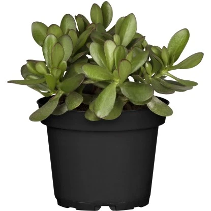 Sukkulenten-Mix "Special Collection" Topf-Ø Ca. 15 Cm