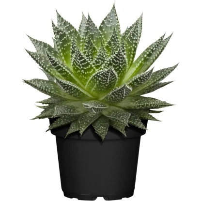 Sukkulenten-Mix "Special Collection" Topf-Ø Ca. 15 Cm – Bild 4