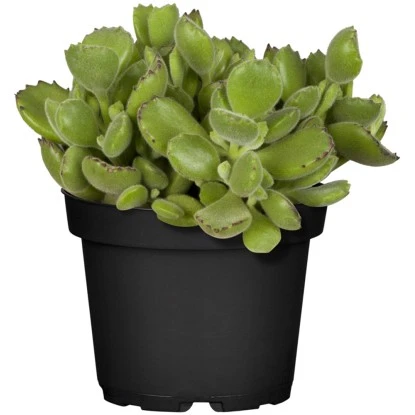 Sukkulenten-Mix "Special Collection" Topf-Ø Ca. 15 Cm – Bild 5