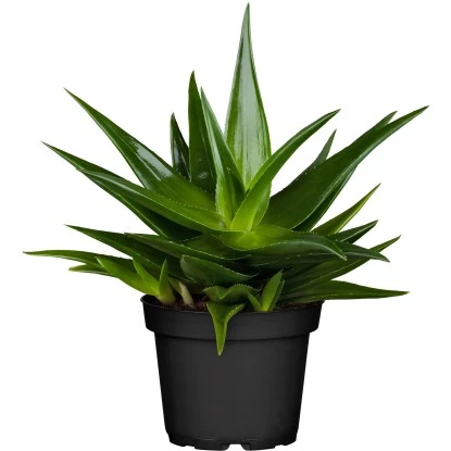 Sukkulenten-Mix "Special Collection" Topf-Ø Ca. 15 Cm – Bild 6