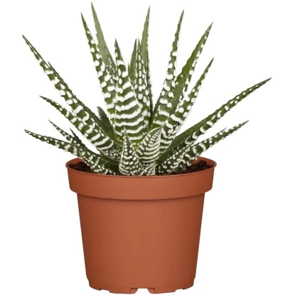 Sukkulenten-Mix "Special Collection" Topf-Ø Ca. 15 Cm – Bild 7