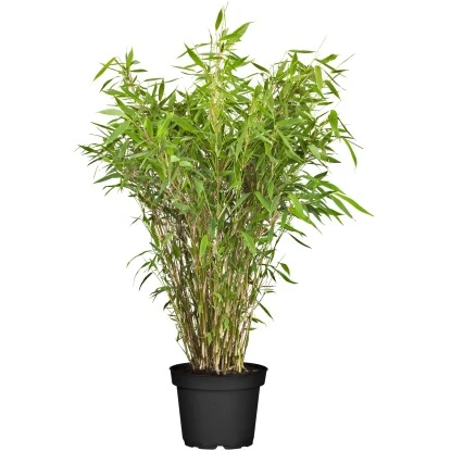 Gartenbambus "Standing Stone" Höhe 125 - 150 Cm Topf Ca. 50 L Fargesia