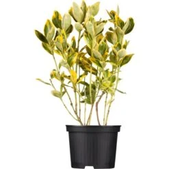 OBI Japanischer Spindelstrauch "Aureomarginatus" Höhe Ca. 40-60 Cm Topf Ca. 6 L