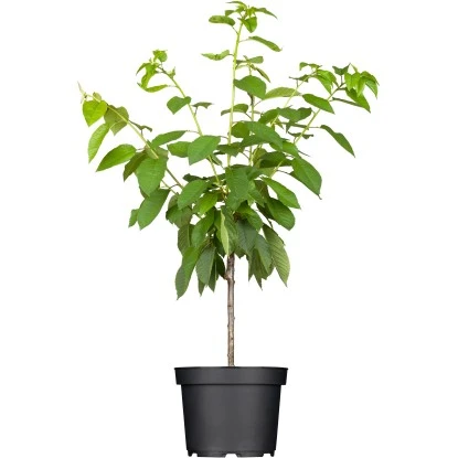 OBI Süßkirsche "Große Schwarze Knorpelkirsche" Höhe Ca.120-140 Cm Topf Ca.7 L