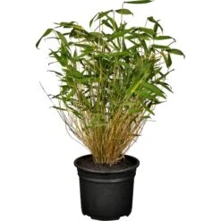 OBI Gartenbambus Höhe 30 - 40 Cm Topf Ca. 3 L Fargesia Murielae
