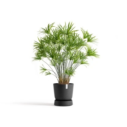 Ecopots Untersetzer Oslo Rollen Dunkelgrau 32,2 Cm X 8,5 Cm – Bild 2