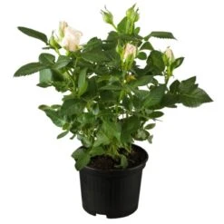 Nostalgische Rosen Höhe Ca. 30 - 40 Cm Topf-Ø Ca. 5 L