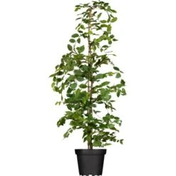 Säulenhainbuche "Lucas" Höhe Ca. 40 - 60 Cm Topf Ca. 5 L Carpinus