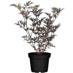 Schwarzer Holunder "Black Lace" Weiß Höhe Ca. 20 - 30 Cm Topf Ca. 3 L Sambucus