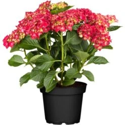 Bauernhortensie Rot Höhe Ca. 40 - 50 Cm Topf Ca. 5 L Hydrangea