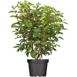 Rispenhortensie "Pinky Winky"Höhe Ca. 60 - 80 Cm Topf Ca. 10 L Hydrangea