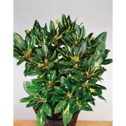 OBI Rhododendron "Goldflimmer" Rosa Höhe 30 - 40 Cm Topf Ca. 5 L – Bild 3