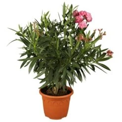Oleander Dreifarbig Topf-Ø Ca. 19 Cm Nerium