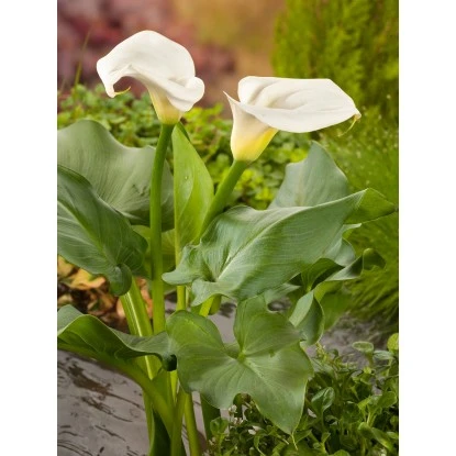 Zantedeschie Weiß Topf-Ø Ca. 18 Cm Zantedeschia Aethiopica – Bild 2