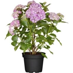 Ballhortensie "Magical Coral" Blau Höhe Ca. 30 - 40 Cm Topf Ca. 5 L Hydrangea