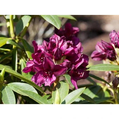 OBI Rhododendron-Hybride "Polarnacht" Schwarzviolett Höhe Ca. 20-30cm Topf Ca.5l – Bild 4