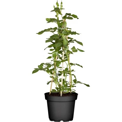 Kletterrosen Rot Gestäbt Höhe Ca. 30 - 40 Cm Topf-Ø Ca. 3 L