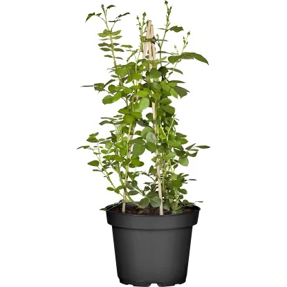 Kletterrosen Gelb Gestäbt Höhe Ca. 30 - 40 Cm Topf-Ø Ca. 3 L