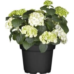 Bauernhortensie Topf Ca. 7,5 L Hydrangea