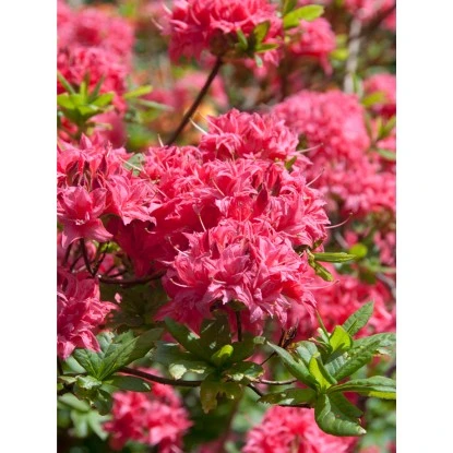 OBI Sommergrüne Azalee "Homebush" Pink Höhe Ca. 20 - 30 Cm Topf Ca. 5 L Azalea – Bild 5