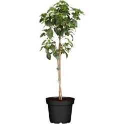 OBI Wandelröschen Stamm Gelb-Orange Topf-Ø Ca. 19 Cm Lantana