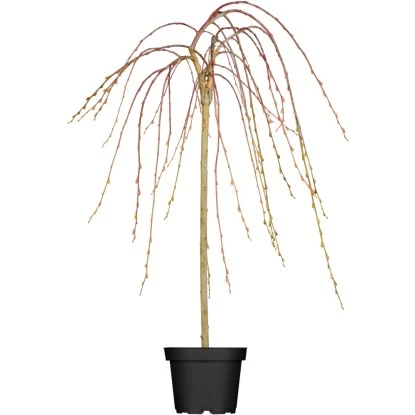 OBI Hängende Kätzchenweide "Pendula" Gelb Höhe Ca. 50-60 Cm Topf Ca. 3,5 L Salix