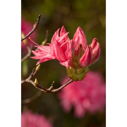 OBI Sommergrüne Azalee "Homebush" Pink Höhe Ca. 20 - 30 Cm Topf Ca. 5 L Azalea – Bild 4