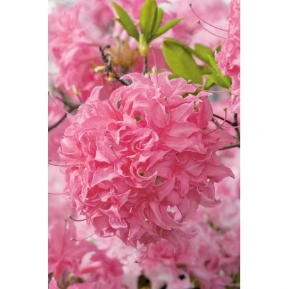 OBI Sommergrüne Azalee "Homebush" Pink Höhe Ca. 20 - 30 Cm Topf Ca. 5 L Azalea – Bild 6