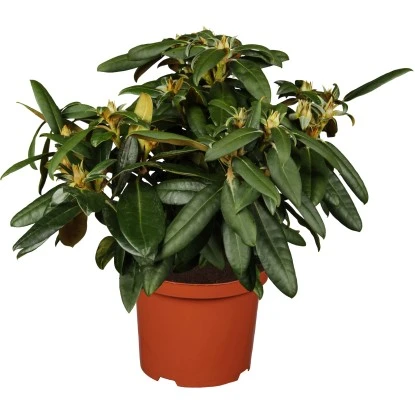 OBI Yaku-Rhododendron "Golden Torch" Grün Höhe Ca. 20 - 30 Cm Topf Ca. 5 L