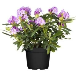OBI Catawba-Rhododendron "Grandiflorum" Violett Höhe Ca. 30 - 40 Cm Topf Ca. 5 L