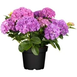 Bauernhortensie Hovaria "Hobergine" Lila Höhe Ca. 50 - 60 Cm Topf Ca. 5 L