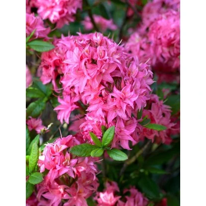 OBI Sommergrüne Azalee "Homebush" Pink Höhe Ca. 20 - 30 Cm Topf Ca. 5 L Azalea – Bild 3