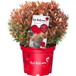 Glanzmispel "Red Ballcon" Topf Ca. 4,6 L Photinia