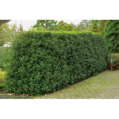 OBI Portugiesischer Kirschlorbeer "Angustifolia" Höhe Ca.70 Cm Topf 10 L Prunus – Bild 7