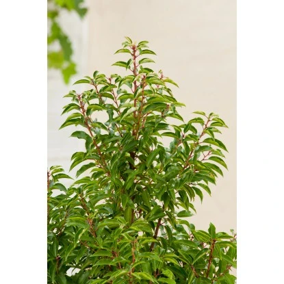 OBI Portugiesischer Kirschlorbeer "Angustifolia" Höhe Ca.70 Cm Topf 10 L Prunus – Bild 5