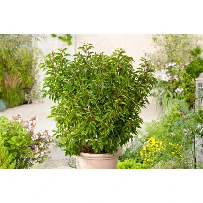 OBI Portugiesischer Kirschlorbeer "Angustifolia" Höhe Ca.70 Cm Topf 10 L Prunus – Bild 6