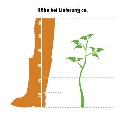 Bauernhortensie Rosa Höhe Ca. 40 - 50 Cm Topf Ca. 5 L Hydrangea – Bild 2