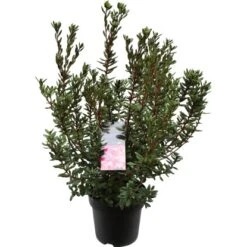 OBI Rhododendron "Anna Baldsiefen" Pink Topf Ca. 4,6 L