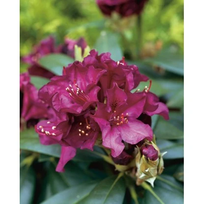 OBI Rhododendron-Hybride "Polarnacht" Schwarzviolett Höhe Ca. 20-30cm Topf Ca.5l – Bild 3