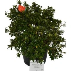 OBI Japanische Azalee Orange Höhe Ca. 30 - 40 Cm Topf Ca. 5 L