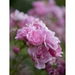 OBI Bodendeckerrosen Rosa Höhe Ca. 10 - 20 Cm Topf-Ø Ca. 3 L