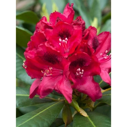 OBI Rhododendron-Hybride "Polarnacht" Schwarzviolett Höhe Ca. 20-30cm Topf Ca.5l – Bild 5