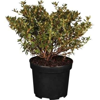 GROW By OBI Kleinblättriger-Rhododendron "Saint Merryn" Violett Topf Ca. 4,6 L