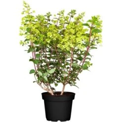 Rispenhortensie "Diamant Rouge" Weiß Höhe Ca. 30 - 40 Cm Topf Ca. 3 L Hydrangea