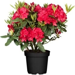 OBI Rhododendron "Nova Zembla" Rot Höhe Ca. 30 - 40 Cm Topf Ca. 5 L Rhododendron
