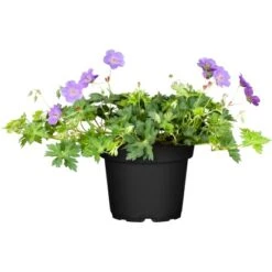GROW By OBI Storchschnabel "Rozanne" Blau Topf-Ø Ca. 19 Cm Geranium